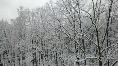 Karla kaplı ağaçlar şube havadan görünümü
