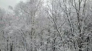 Karla kaplı ağaçlar şube havadan görünümü