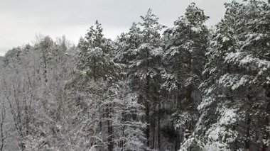 Karla kaplı çam dallarının havadan görünümü