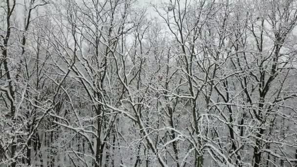 Karla Kaplı Ağaçlar Şube Havadan Görünümü — Stok video