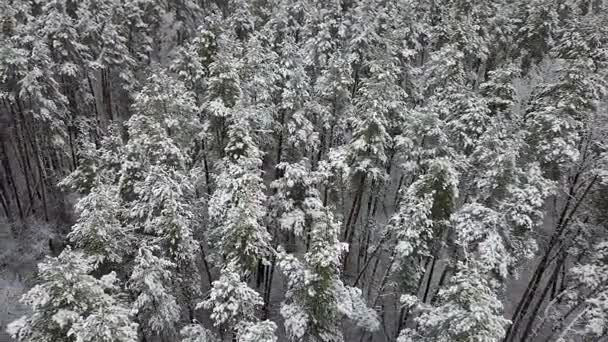 雪に覆われた松の枝が付いている道の空撮 — ストック動画