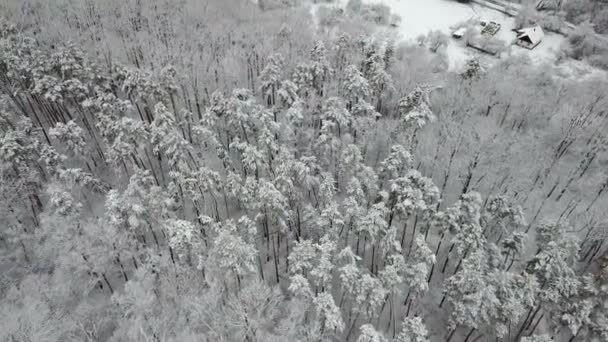 Vista Aérea Carretera Con Ramas Pino Cubiertas Nieve — Vídeos de Stock