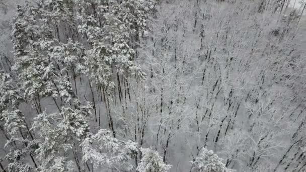 雪盖松树枝的道路鸟瞰 — 图库视频影像