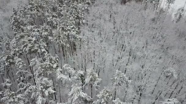 Vista Aérea Carretera Con Ramas Pino Cubiertas Nieve — Vídeos de Stock