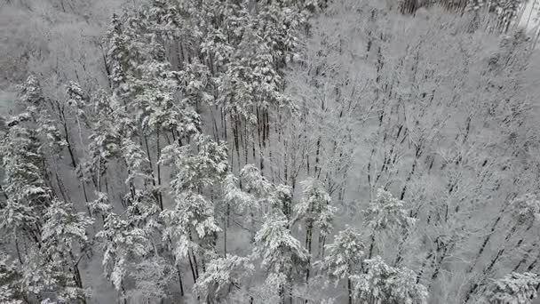 雪盖松树枝的道路鸟瞰 — 图库视频影像