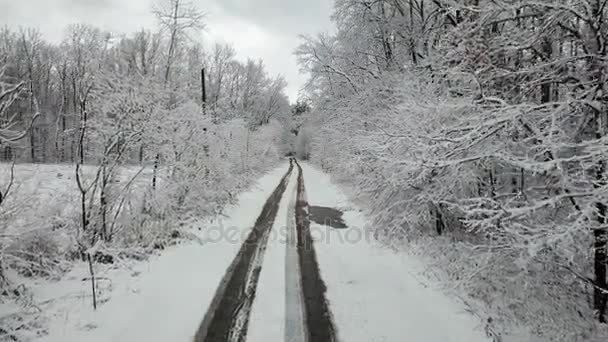Snow Covered Winter Wooden Alley Road — Stock Video