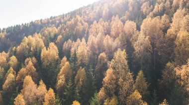 Sarı ve yeşil ağaçlar dağlarda sonbahar çam ormanıyla havadan görünümü