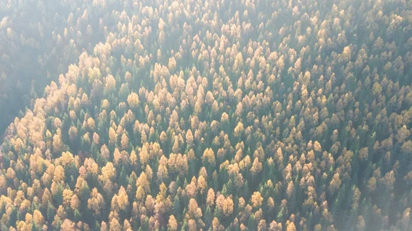 Luftaufnahme des herbstlichen Kiefernwaldes mit gelben und grünen Bäumen in den Bergen — Stockfoto