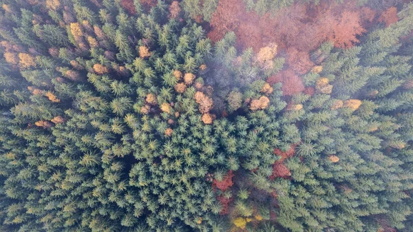 Luftaufnahme des herbstlichen Kiefernwaldes mit gelben und grünen Bäumen in den Bergen — Stockfoto