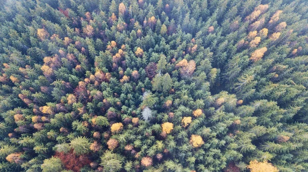 Luftaufnahme des herbstlichen Kiefernwaldes mit gelben und grünen Bäumen in den Bergen — Stockfoto