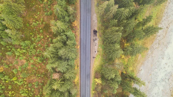 Luchtfoto van de weg in het midden van de bergen, op welke pine bomen groeien — Stockfoto