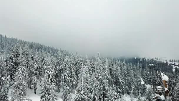 Widok Lotu Ptaka Drogi Pokrytych Śniegiem Drzewa Creestmas — Wideo stockowe