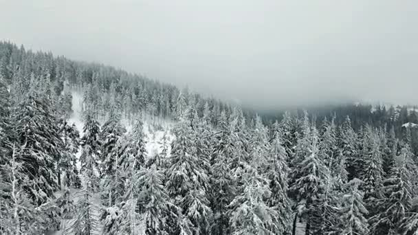 Vista Aérea Estrada Com Árvore Creestmas Coberta Neve — Vídeo de Stock