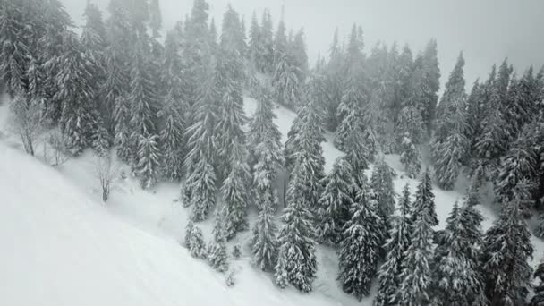 Vista Aérea Estrada Com Árvore Creestmas Coberta Neve — Vídeo de Stock