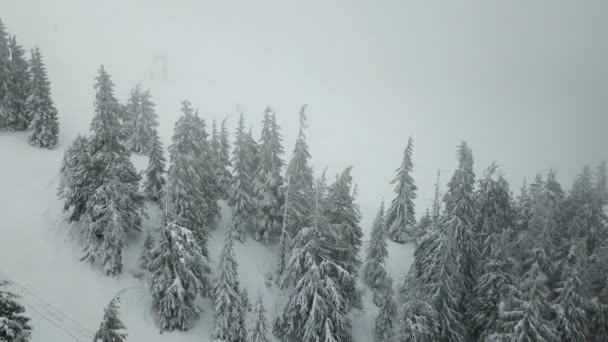 积雪覆盖的 Creestmas 树的道路鸟瞰 — 图库视频影像