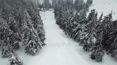 Noel ağaçları ile dağlarda kar kayak merkezi