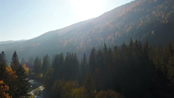 Вид Повітря Осінній Сосновий Ліс Жовтими Зеленими Деревами Горах — стокове відео
