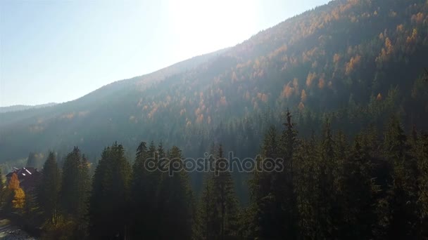 Aerial View Autumn Pine Forest Yellow Green Trees Mountains — Stock Video