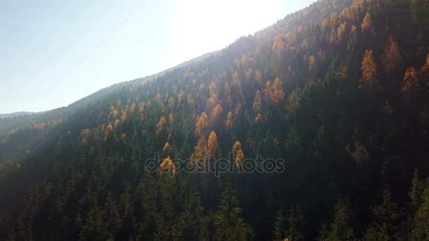 Letecký Pohled Podzimní Borový Les Žluté Zelené Stromy Horách — Stock video