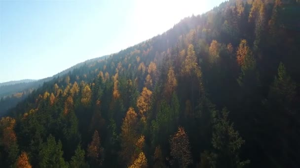Vista Aérea Pinhal Outono Com Árvores Amarelas Verdes Nas Montanhas — Vídeo de Stock