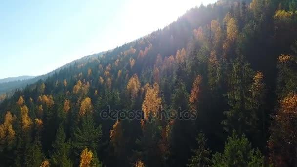 Letecký Pohled Podzimní Borový Les Žluté Zelené Stromy Horách — Stock video