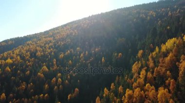 Sarı ve yeşil ağaçlar dağlarda sonbahar çam ormanıyla havadan görünümü