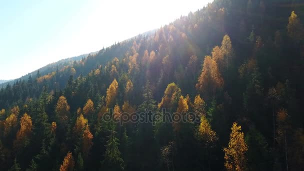 Letecký Pohled Podzimní Borový Les Žluté Zelené Stromy Horách — Stock video