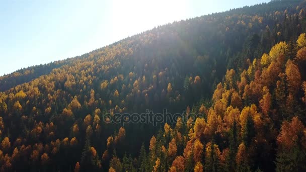 Aerial view of autumn pine forest with yellow and green trees in the mountains — Stock Footage Aerial View Autumn Pine Forest Yellow Green Trees Mountains Stock Video
