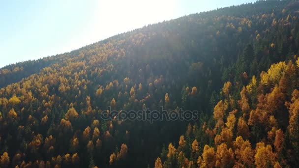 Vista Aérea Del Bosque Pinos Otoñales Con Árboles Amarillos Verdes — Vídeo de stock