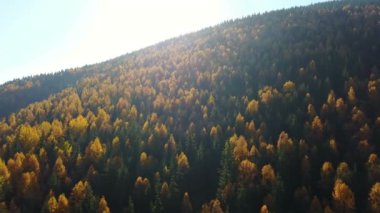 Sarı ve yeşil ağaçlar dağlarda sonbahar çam ormanıyla havadan görünümü
