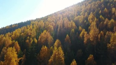 Sarı ve yeşil ağaçlar dağlarda sonbahar çam ormanıyla havadan görünümü