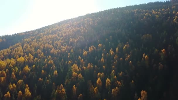 Vista Aérea Del Bosque Pinos Otoñales Con Árboles Amarillos Verdes — Vídeo de stock