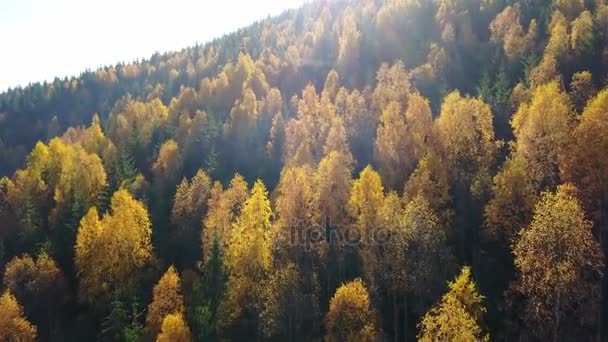 Flygfoto Över Höstens Tallskog Med Gula Och Gröna Träd Bergen — Stockvideo