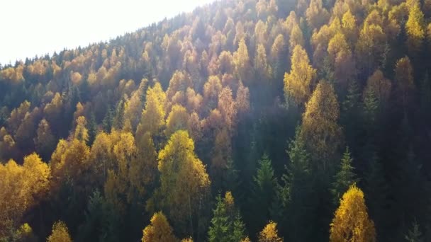 Вид Воздуха Осенний Сосновый Лес Желтыми Зелеными Деревьями Горах — стоковое видео