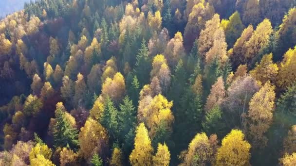 Vista Aérea Pinhal Outono Com Árvores Amarelas Verdes Nas Montanhas — Vídeo de Stock