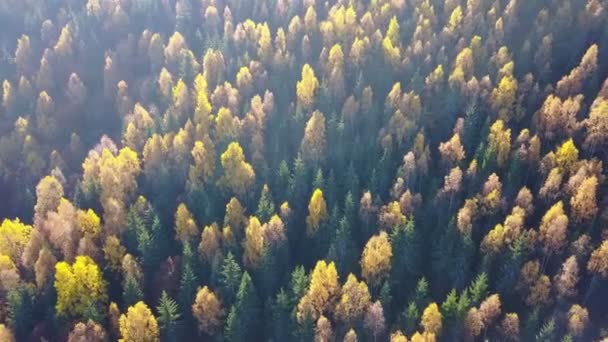 Luftaufnahme Des Herbstlichen Kiefernwaldes Mit Gelben Und Grünen Bäumen Den — Stockvideo
