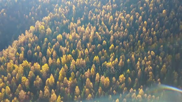 Aerial View Autumn Pine Forest Yellow Green Trees Mountains — Stock Video
