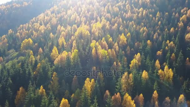 Aerial View Autumn Pine Forest Yellow Green Trees Mountains — Stock Video