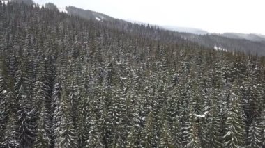 Karla kaplı çam ağacının havadan görünümü