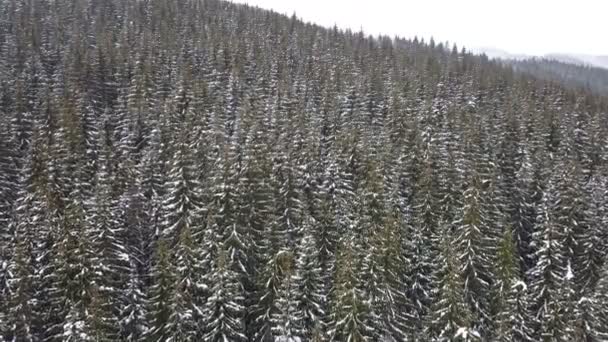 Luchtfoto Van Met Sneeuw Bedekte Naaldboom — Stockvideo