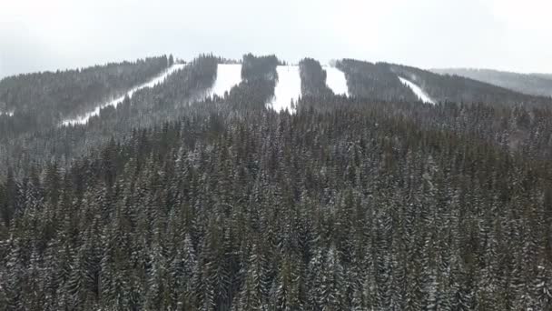 Aerial View Snow Covered Pine Tree — Stock Video