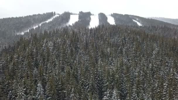 Aerial View Snow Covered Pine Tree — Stock Video