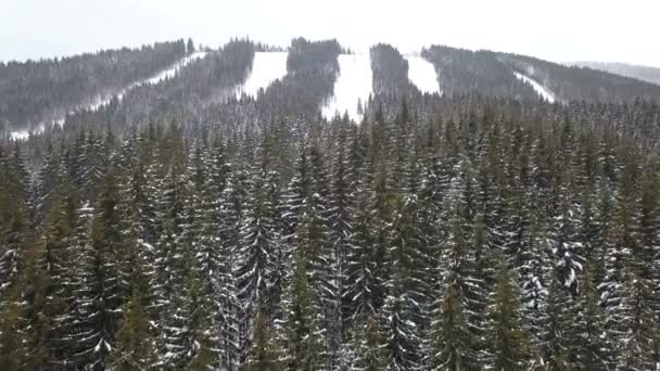 Luchtfoto Van Met Sneeuw Bedekte Naaldboom — Stockvideo