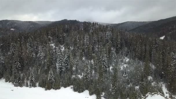 白雪覆盖的松树鸟瞰图 — 图库视频影像