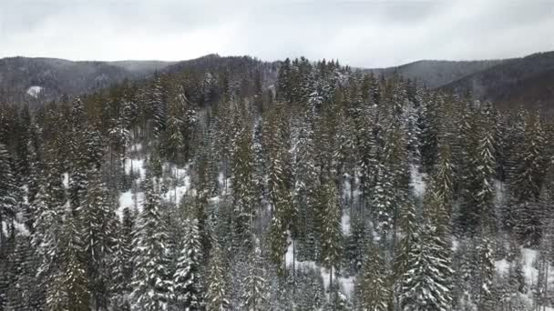 Luchtfoto Van Met Sneeuw Bedekte Naaldboom — Stockvideo