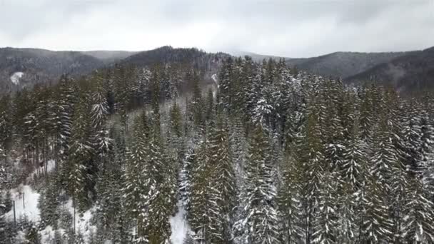 Luchtfoto Van Met Sneeuw Bedekte Naaldboom — Stockvideo