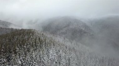 Karla kaplı çam ağacının havadan görünümü