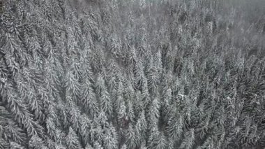 Karla kaplı çam ağacının havadan görünümü