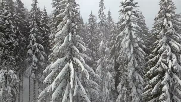 Aerial View Snow Covered Spruces — Stock Video