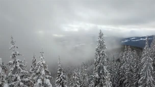 美丽的冬天山风景与雪被盖的云杉在前景 — 图库视频影像